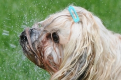 cropped-DSC_6858-1